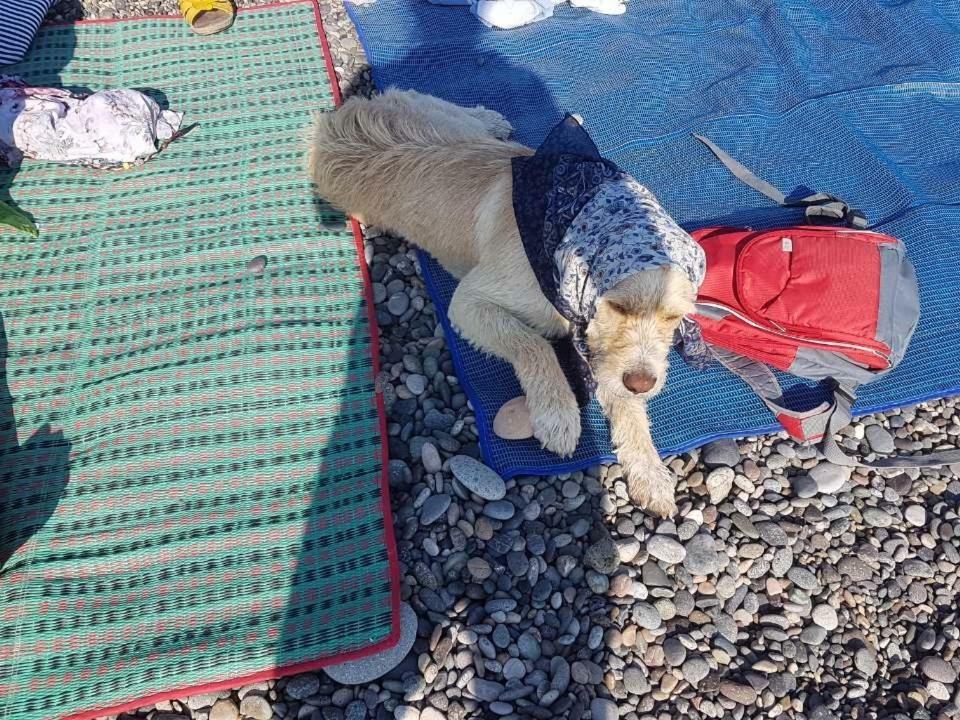 Magnolia Hotel Agmashenebeli Kobuleti Eksteriør bilde